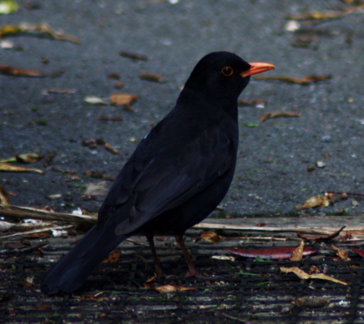 Blackbird