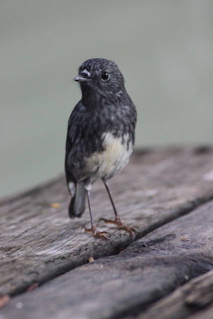 Toutouwai